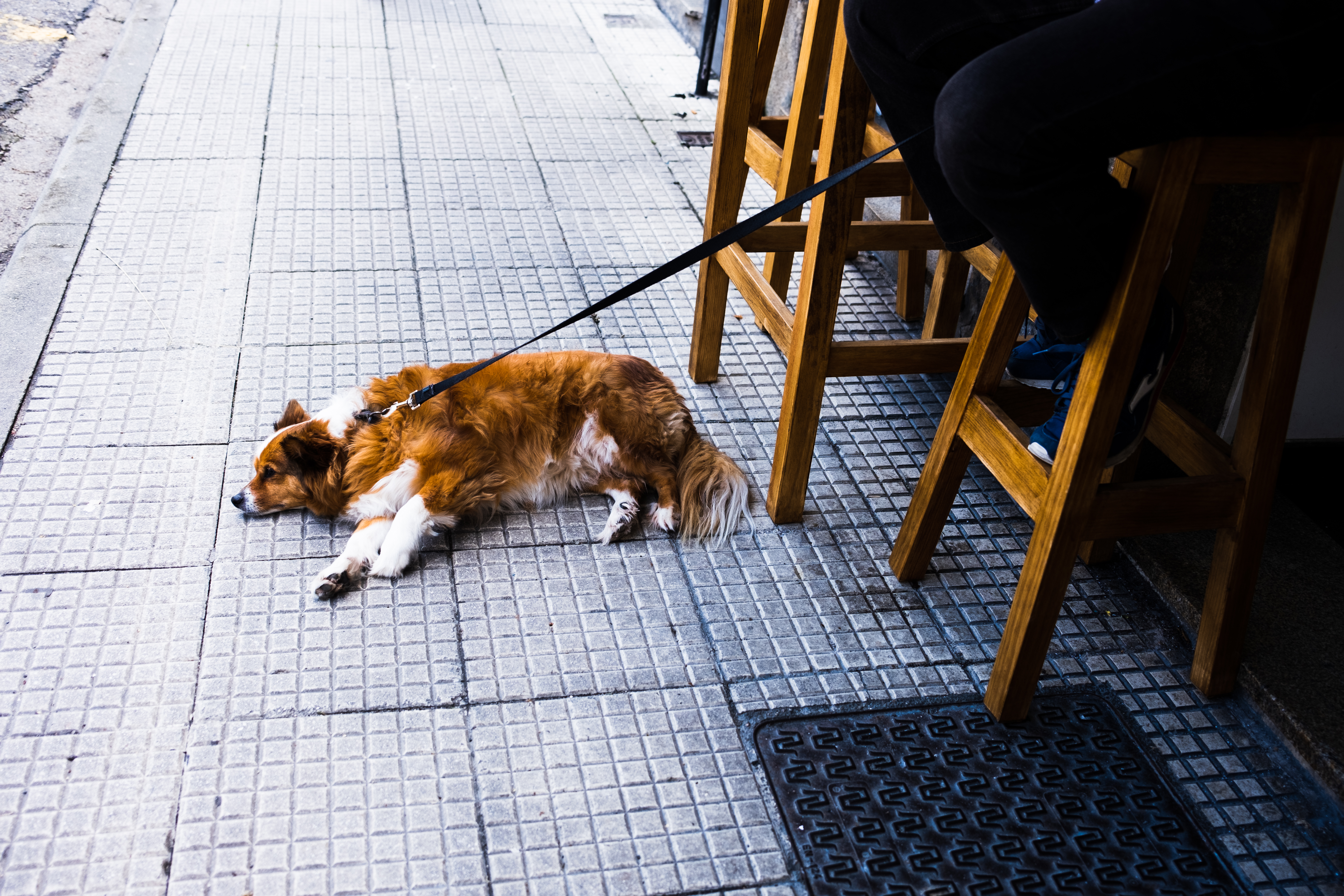 Another friendly dog