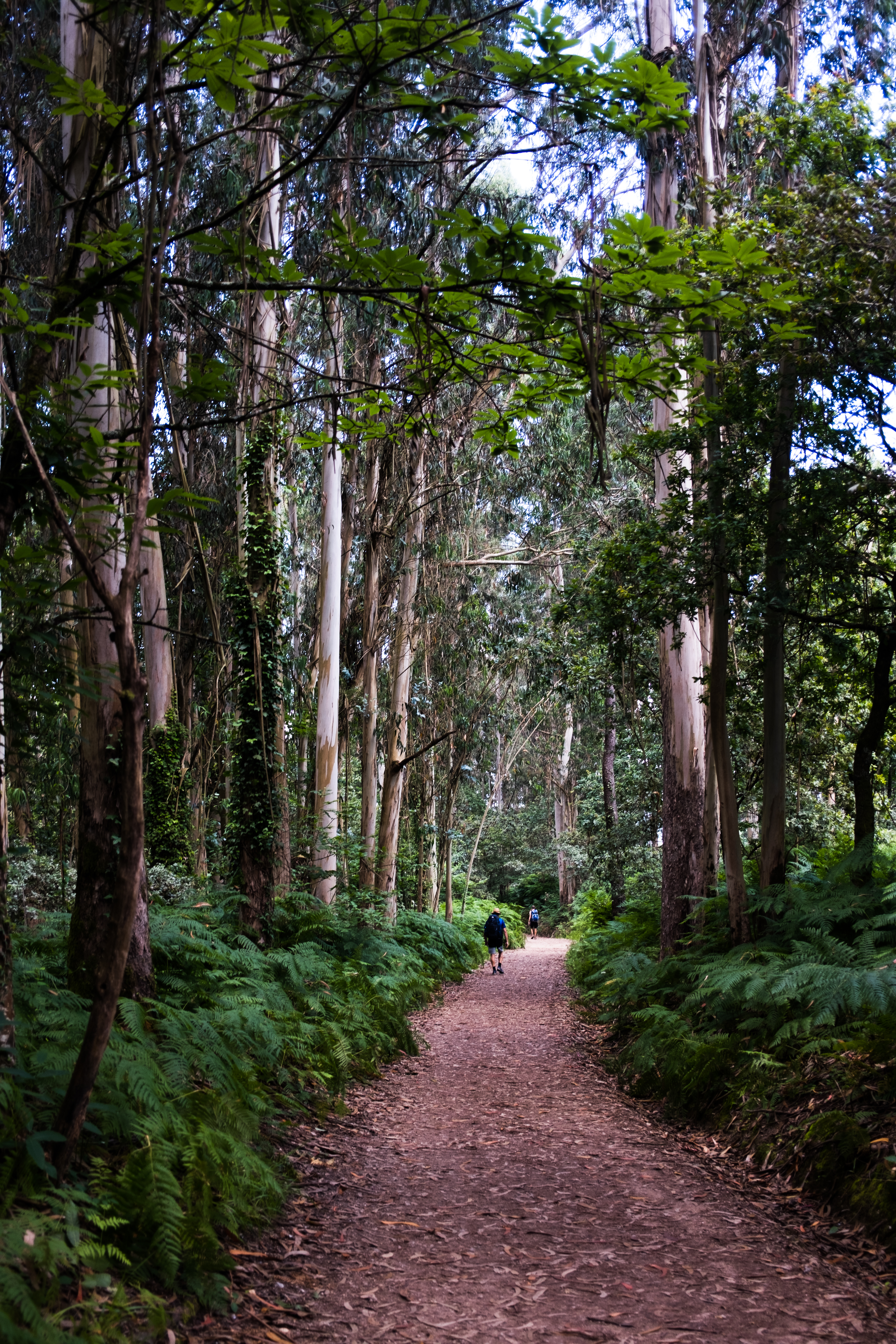 Trail through the hills