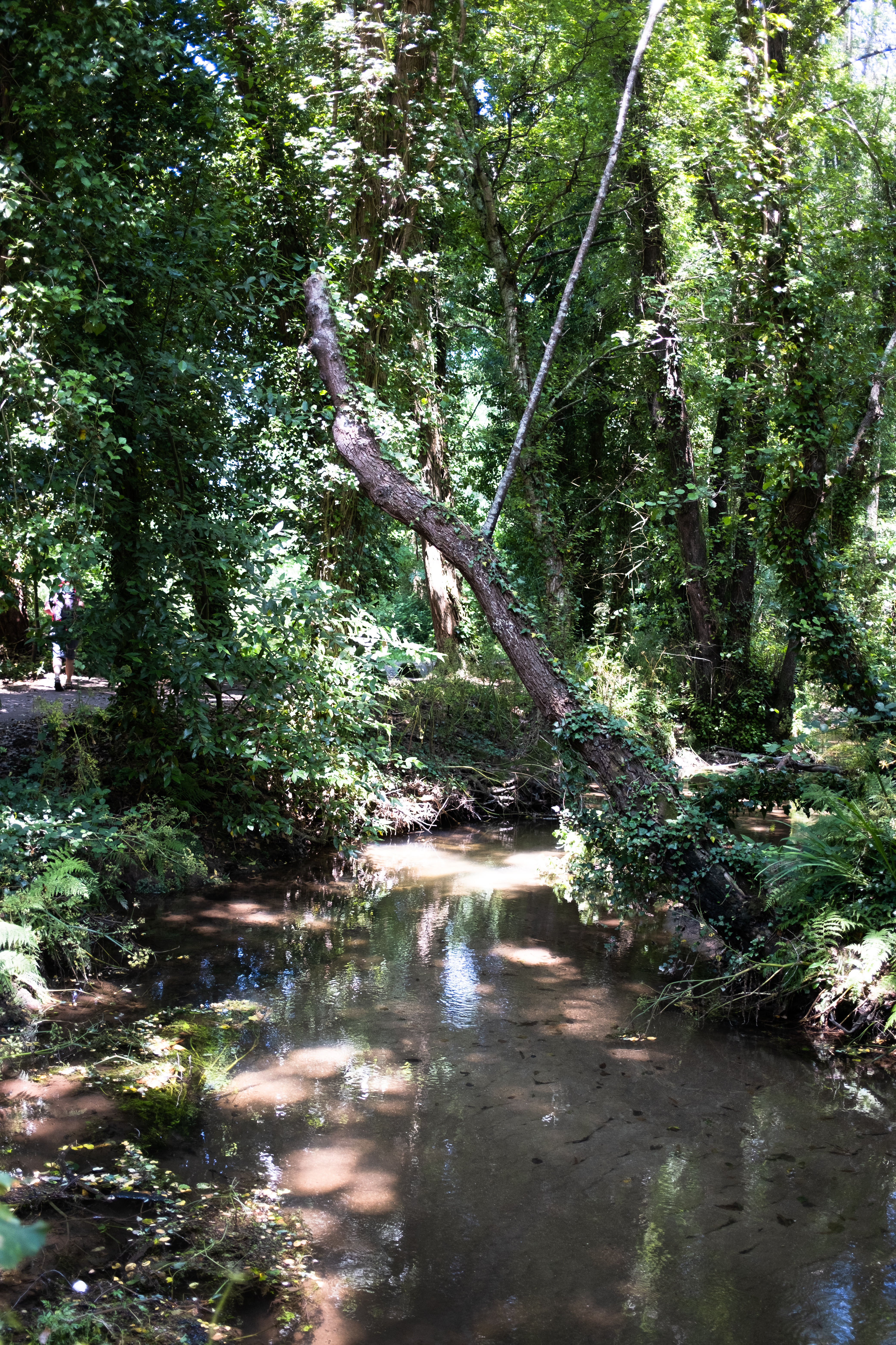 Beautiful river trail