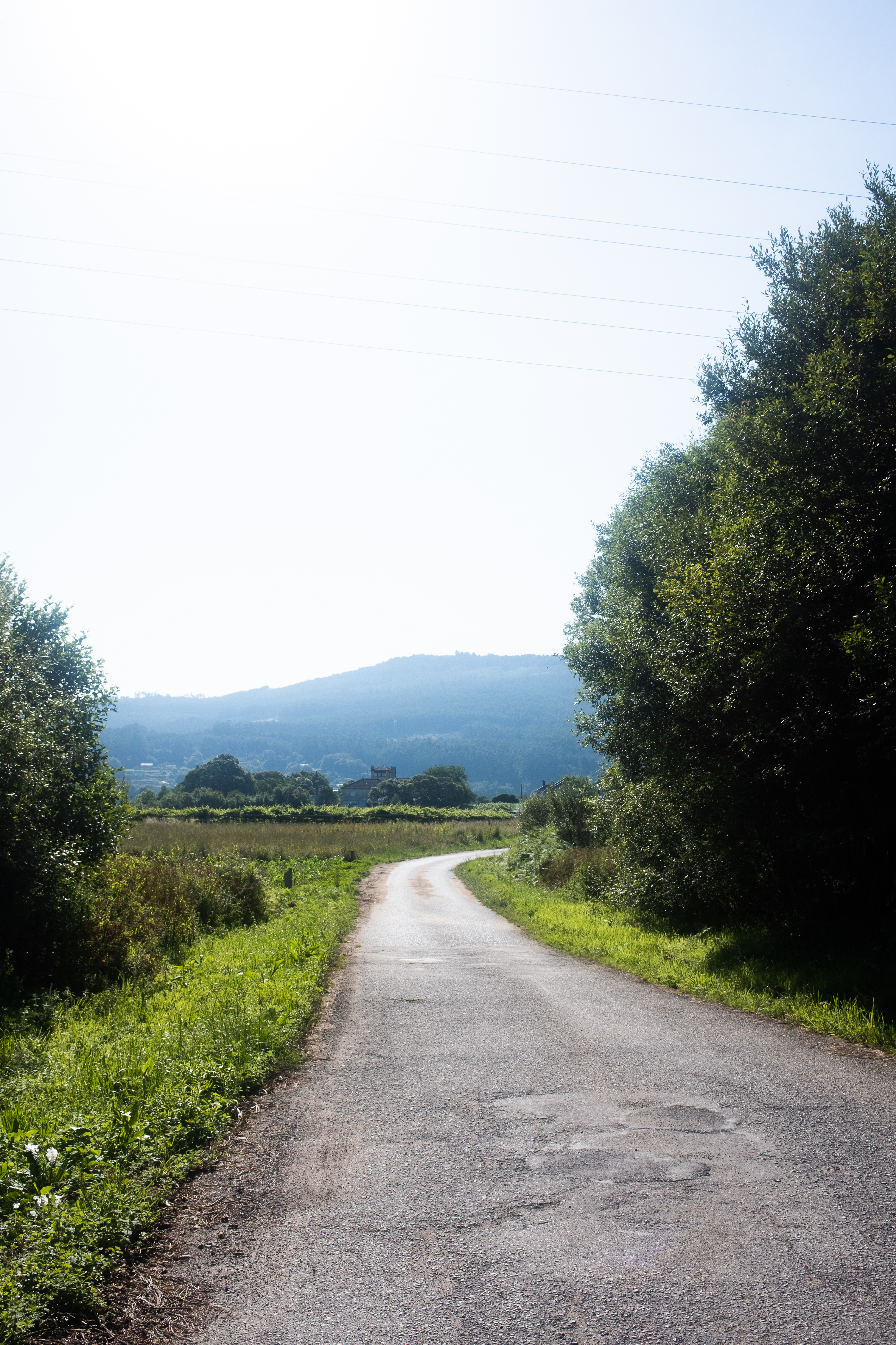 Walking through the woods