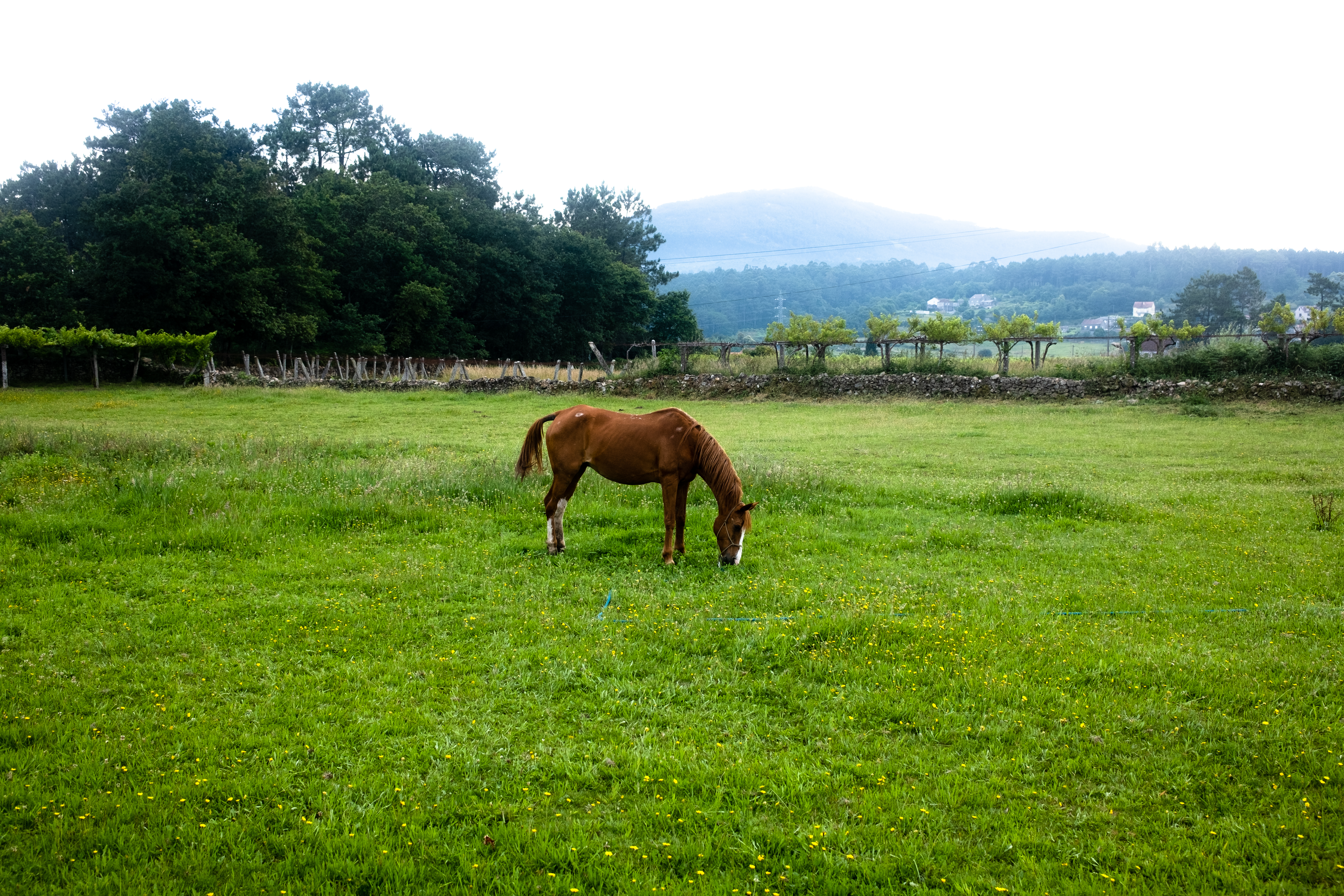 Camino Portuguese, Day 5