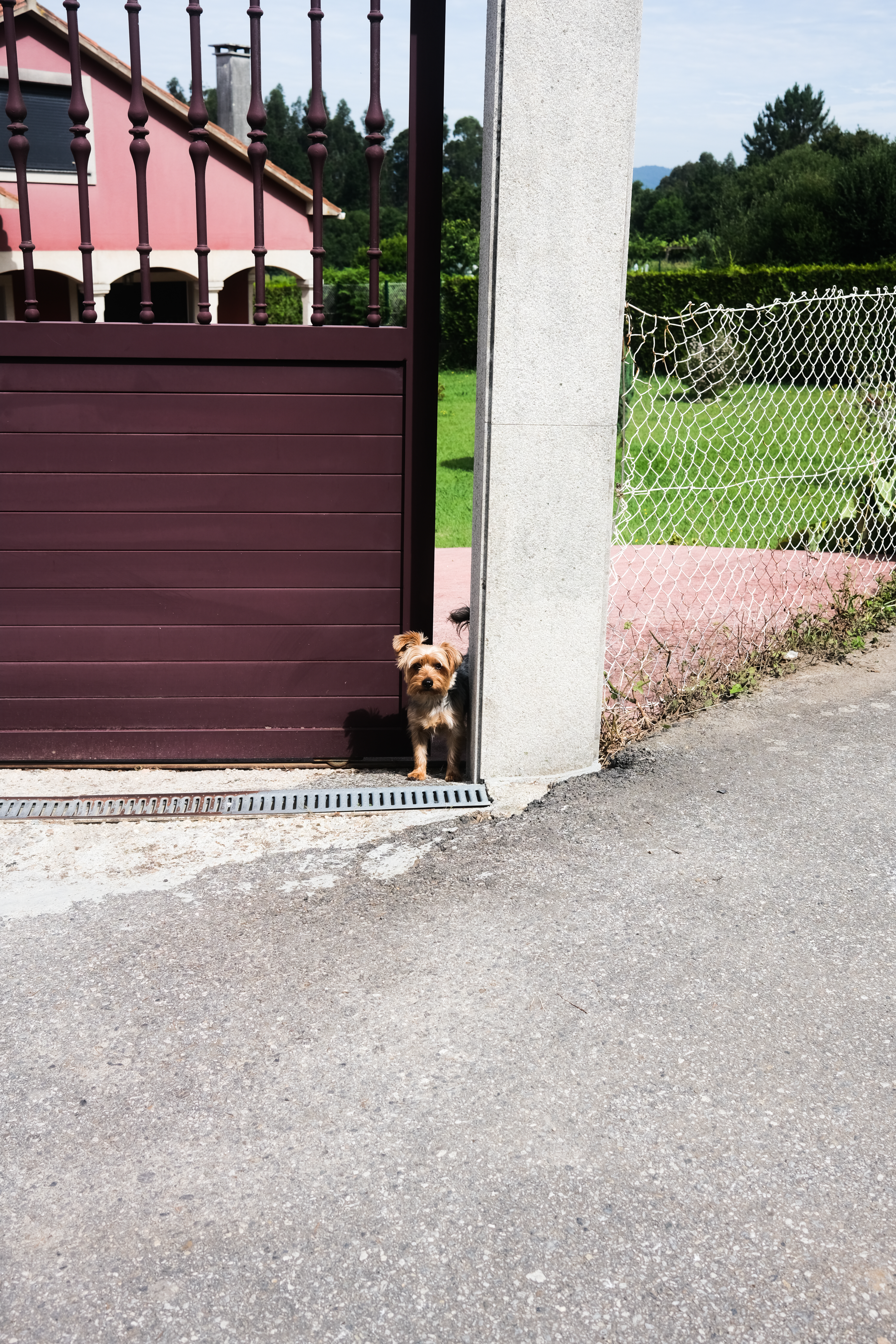 Cat watching pilgrims