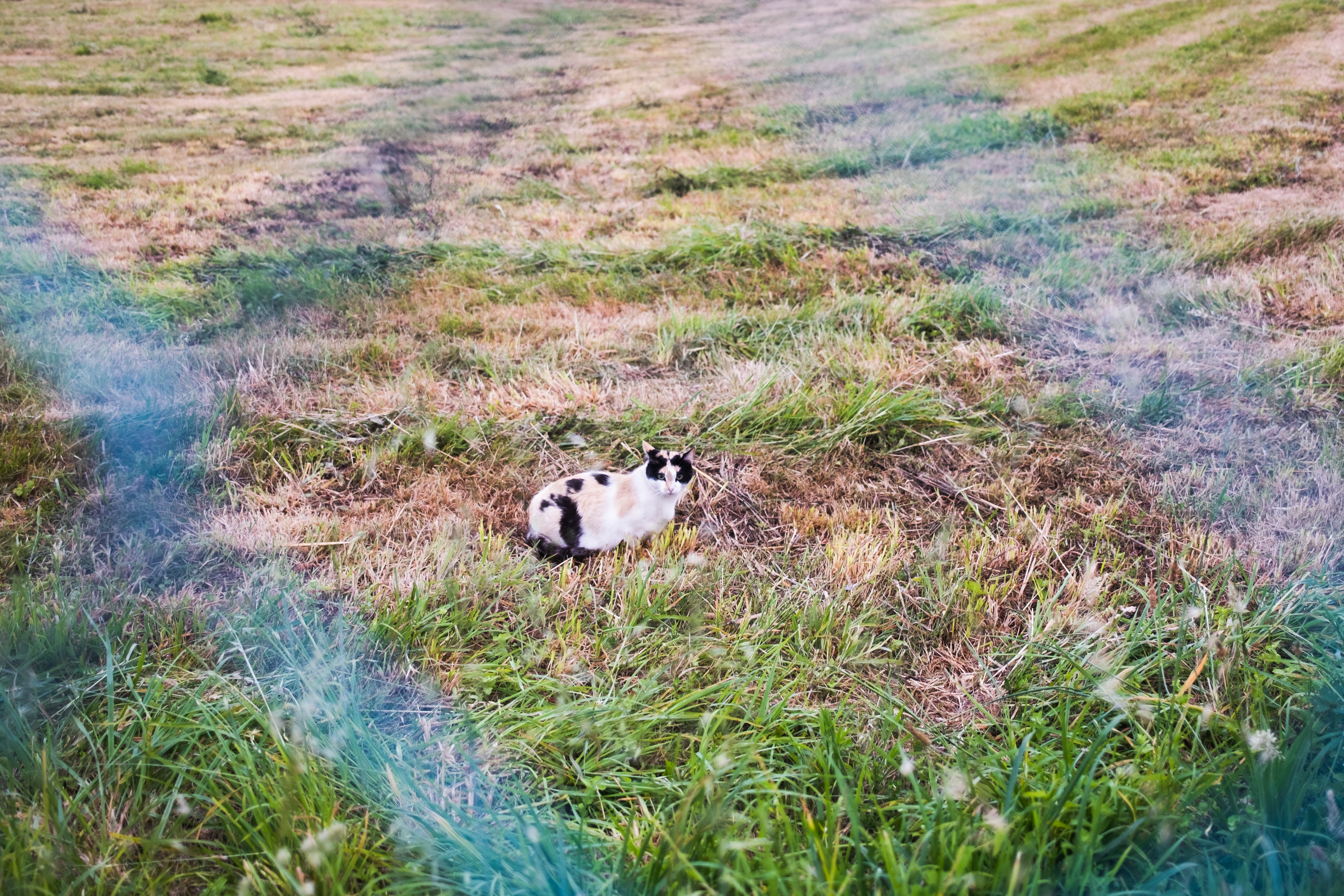Trail through the countryside