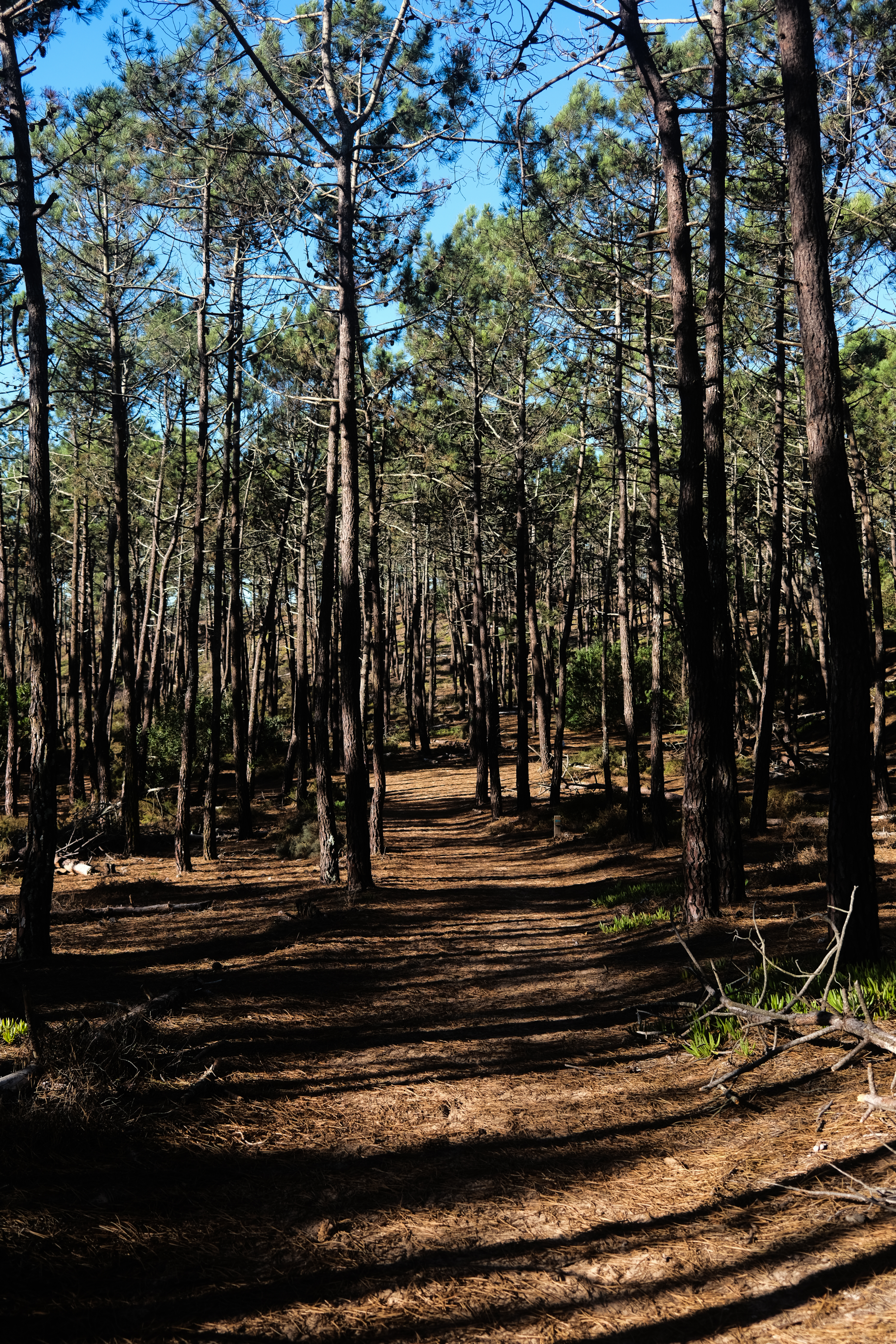 Walking through the heat