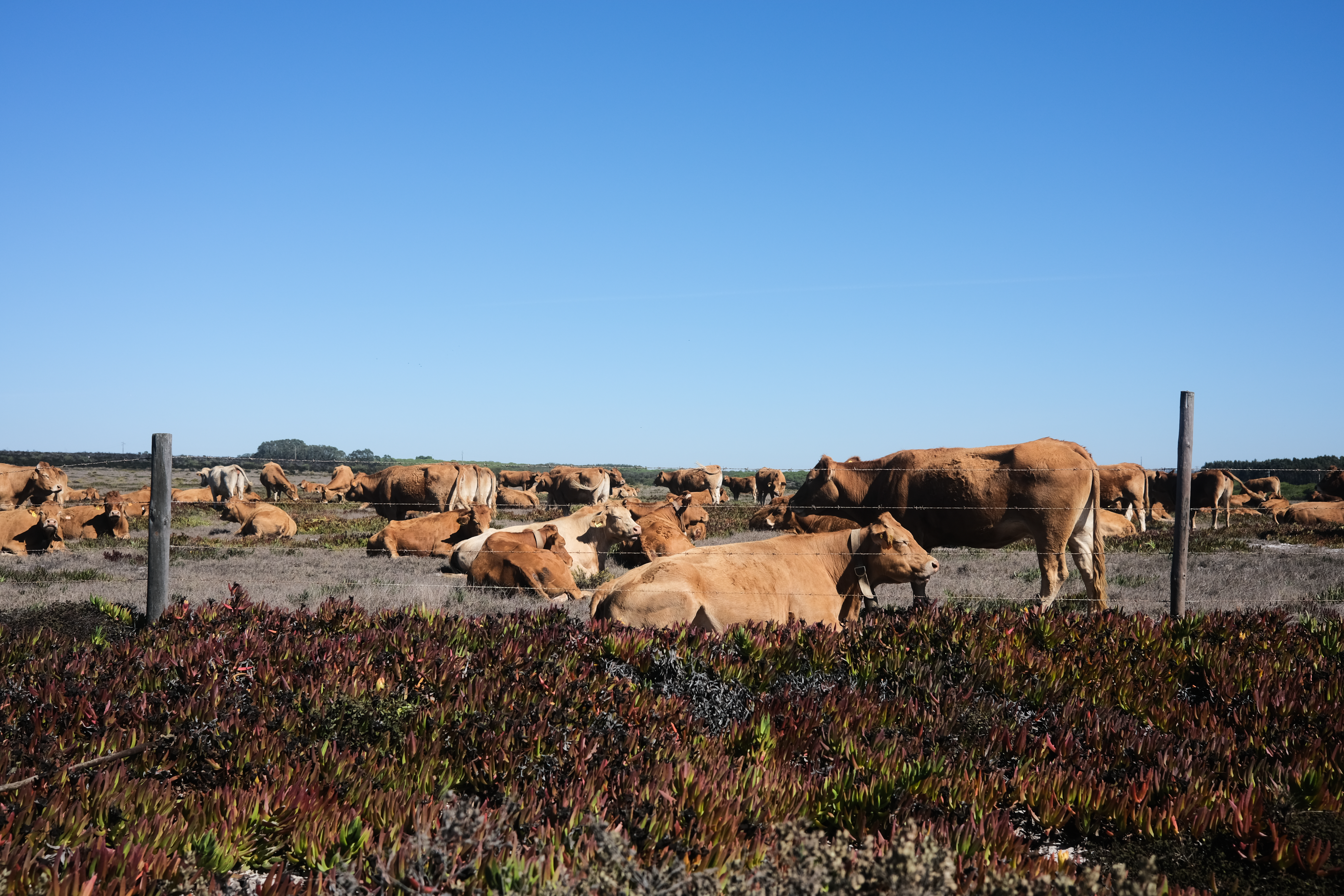Approaching Zambujeira do Mar