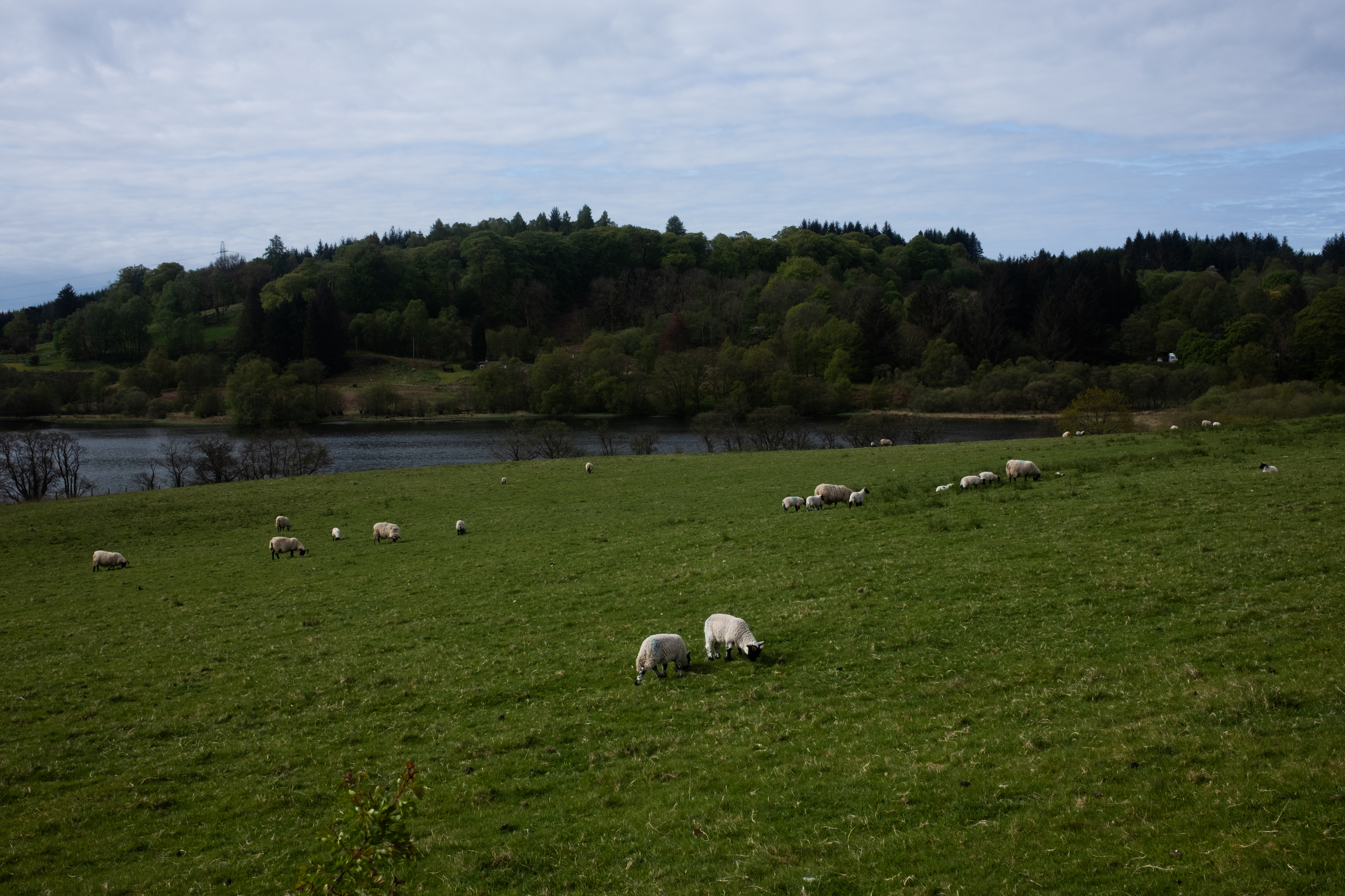 Our first sheep sighting