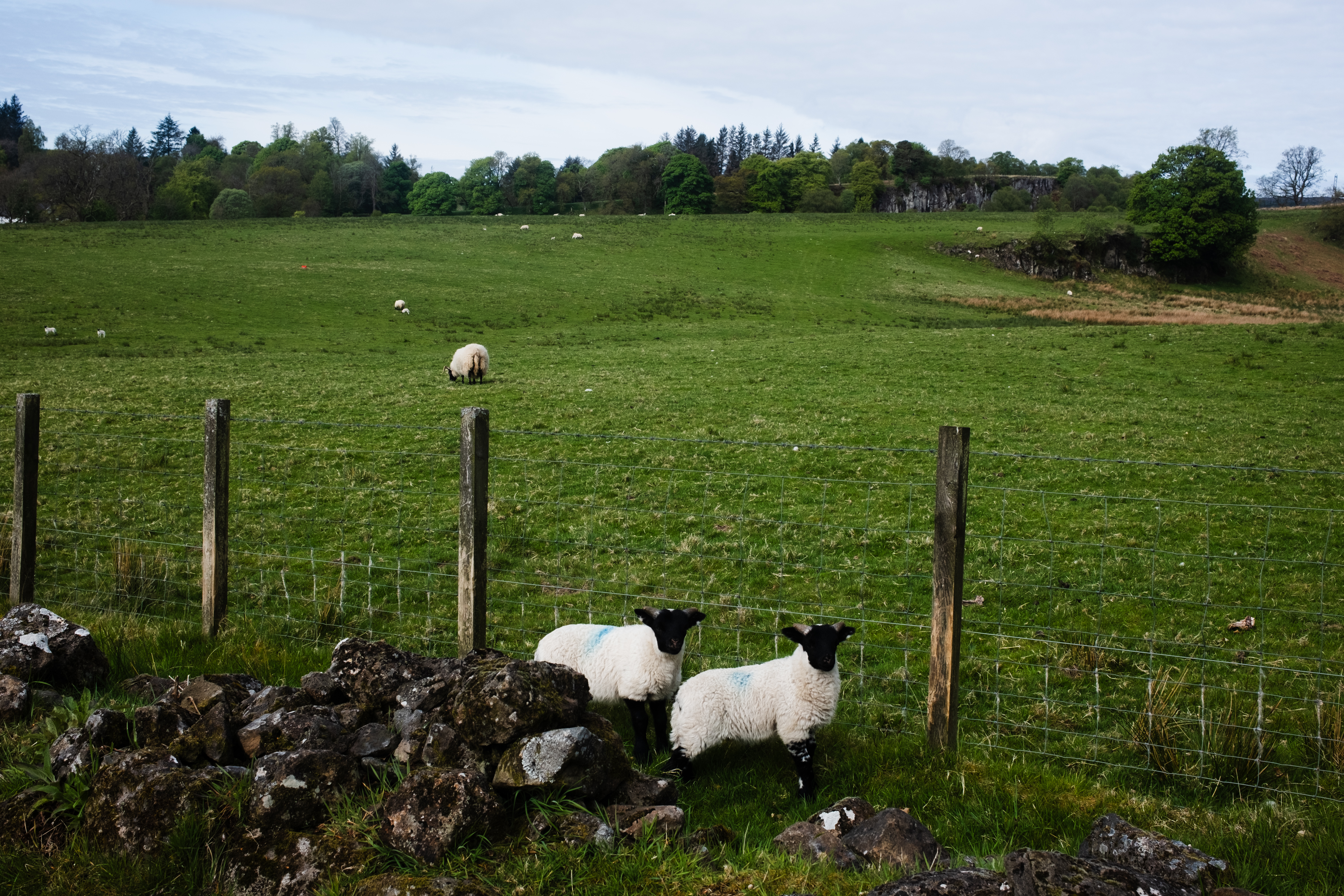 More sheep!