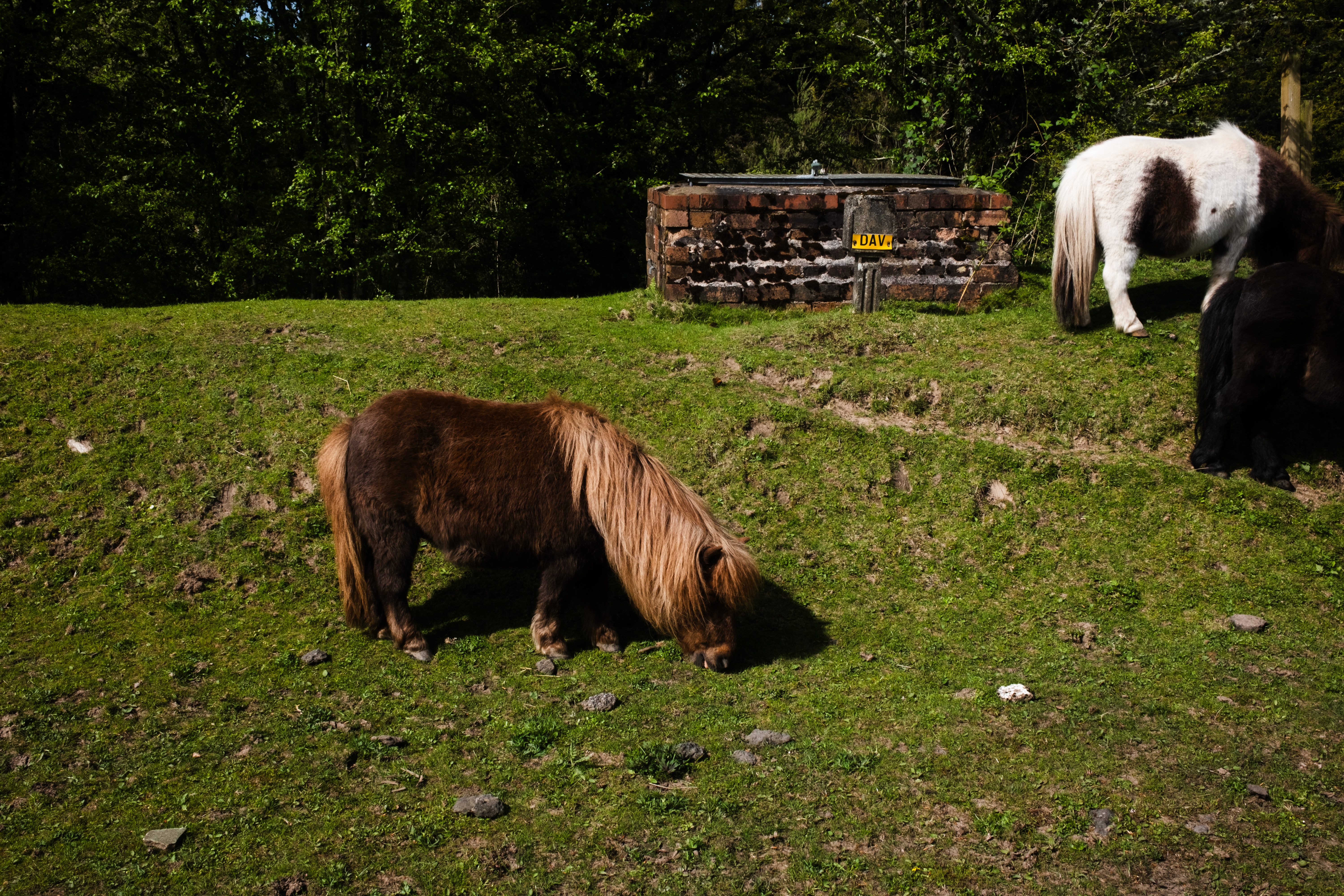 Ponies at The Birch Tree