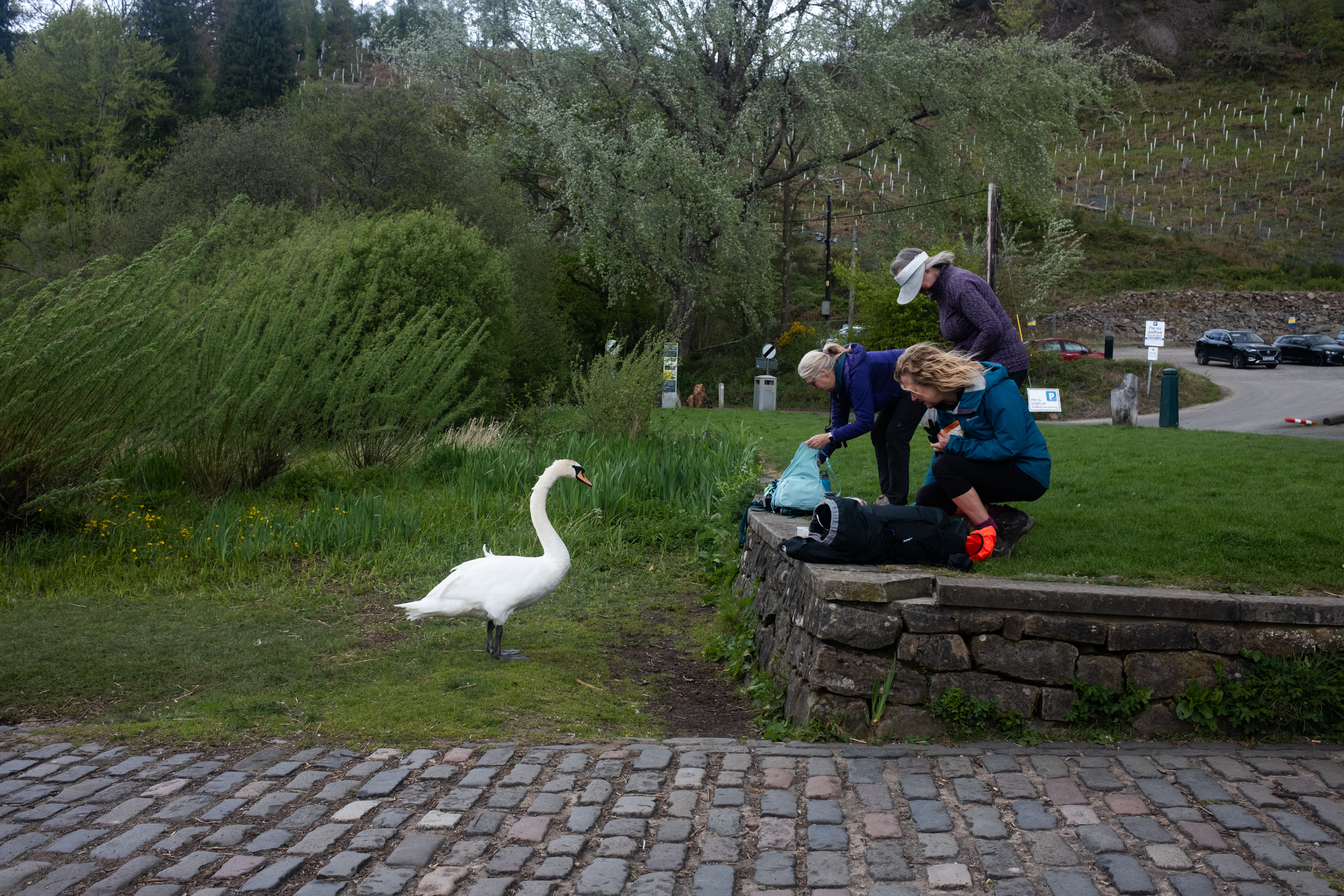 Swan distracting some hikers