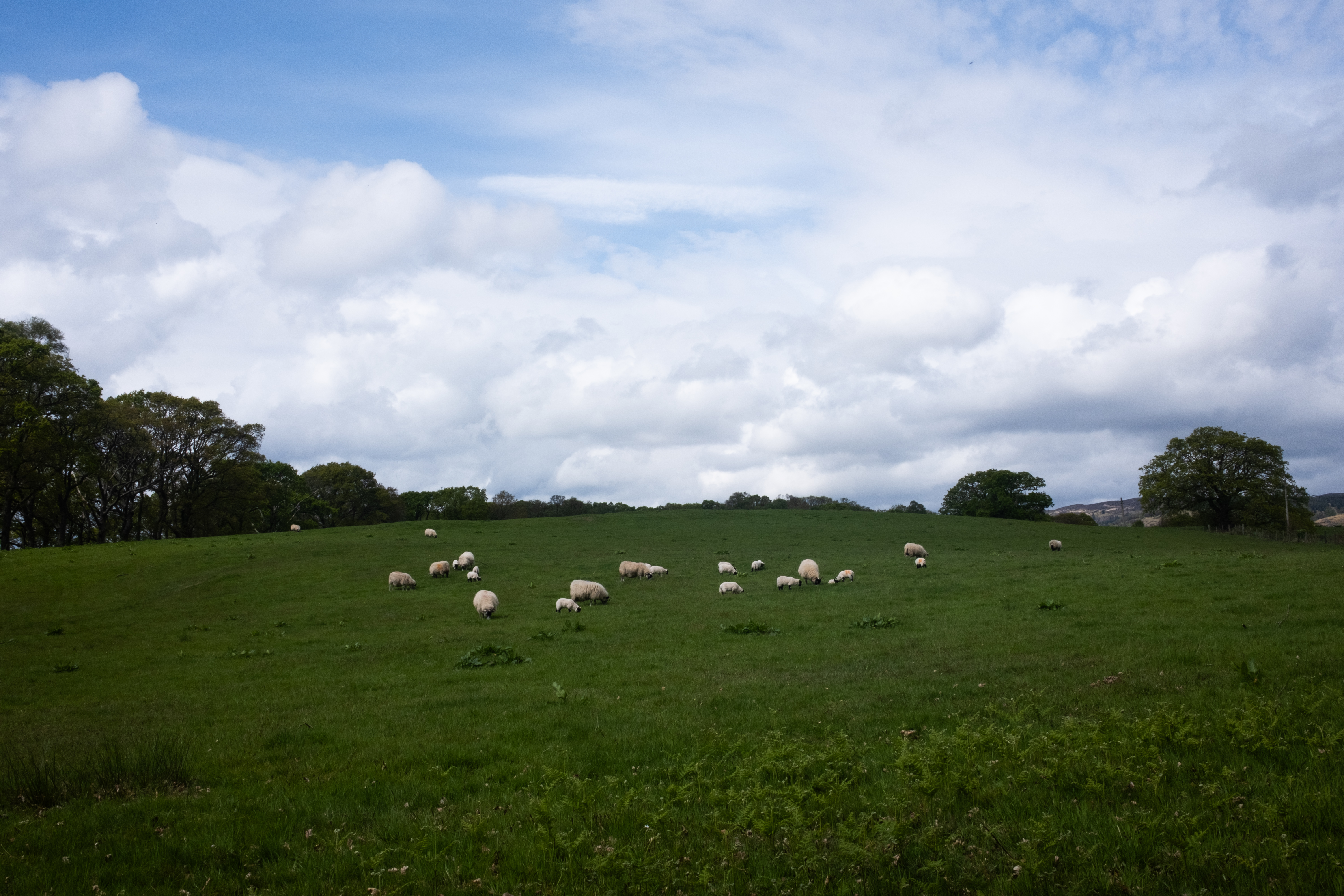 More sheep