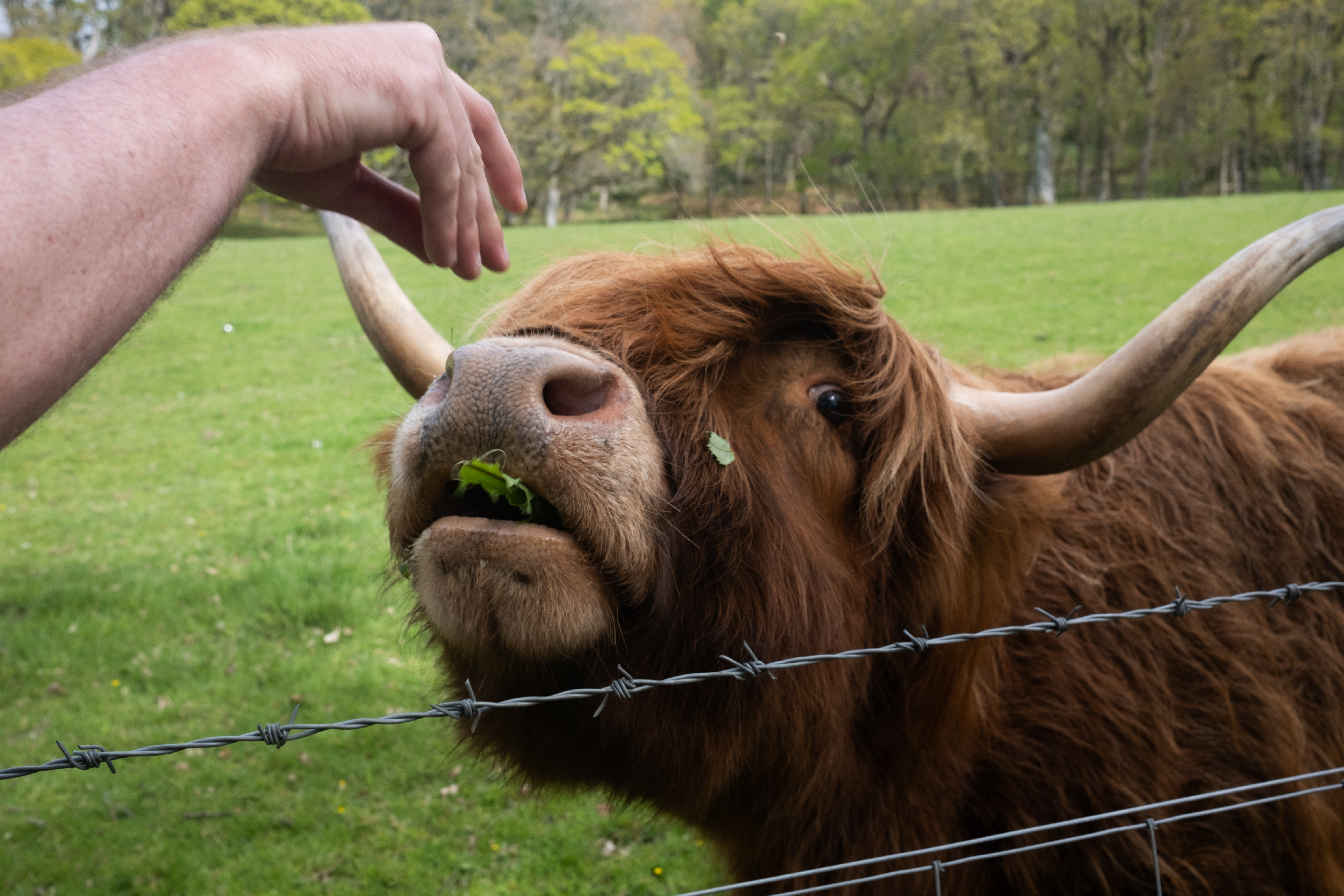 Highland cow