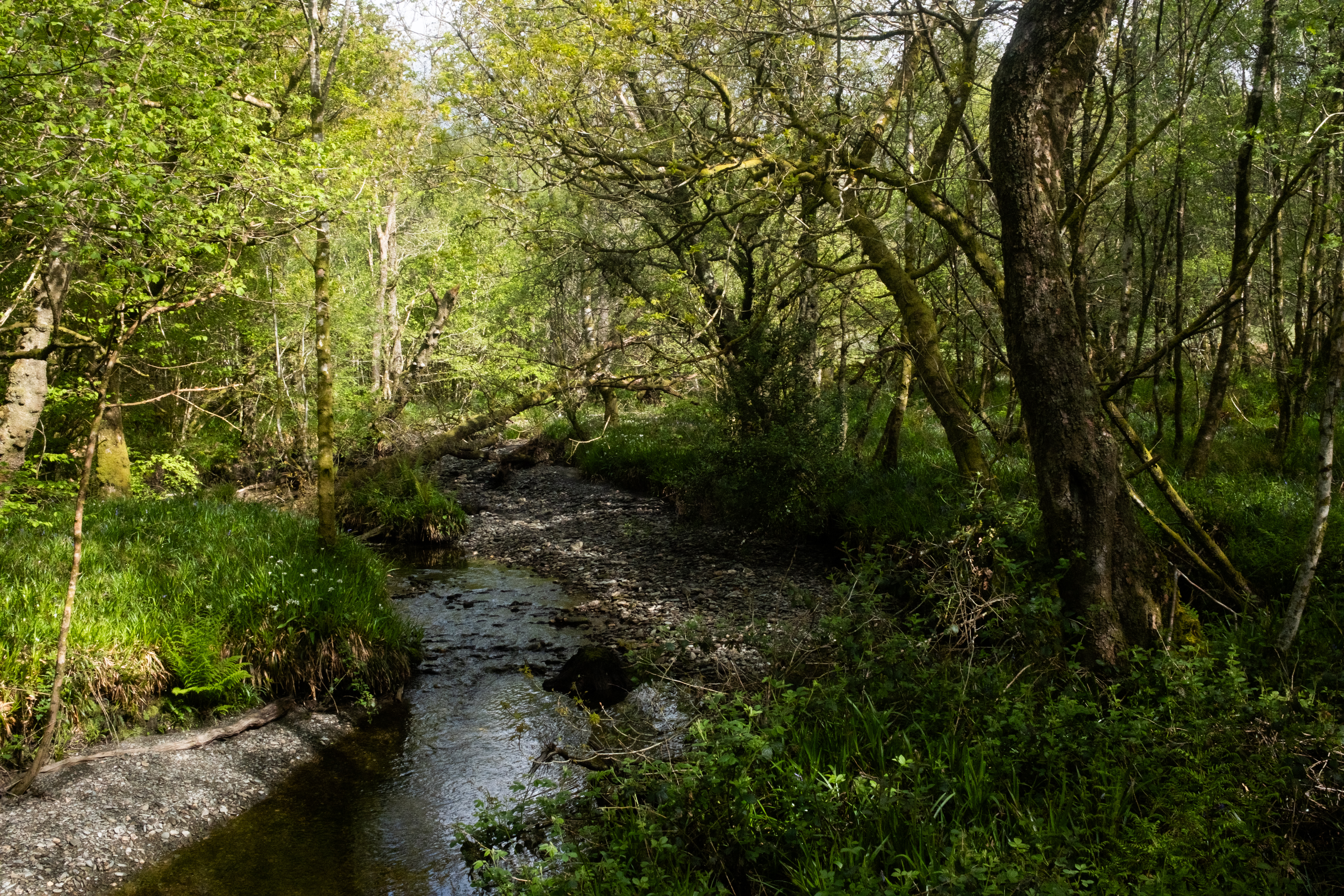 Walking past the stream
