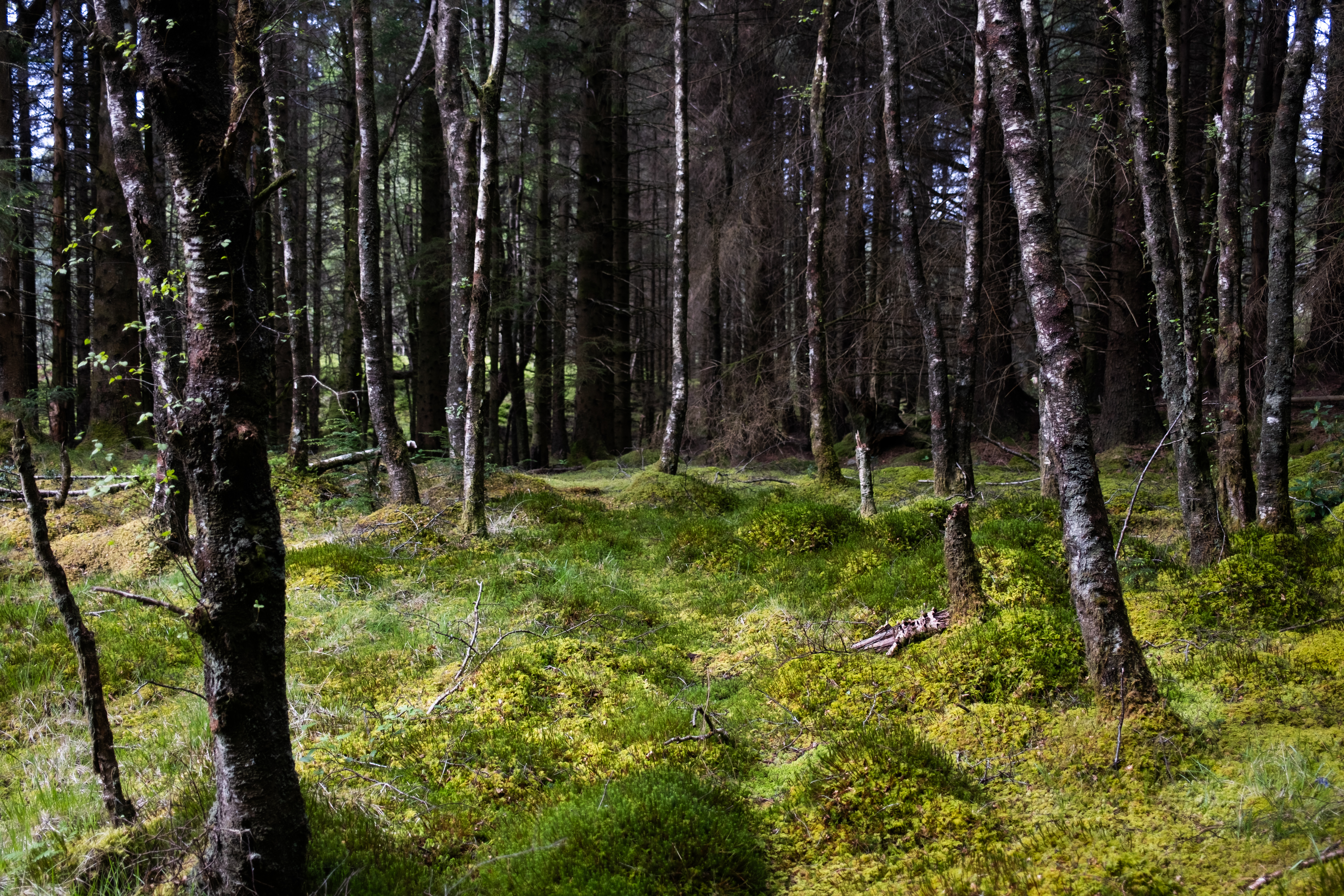 Forest blanketed by moss