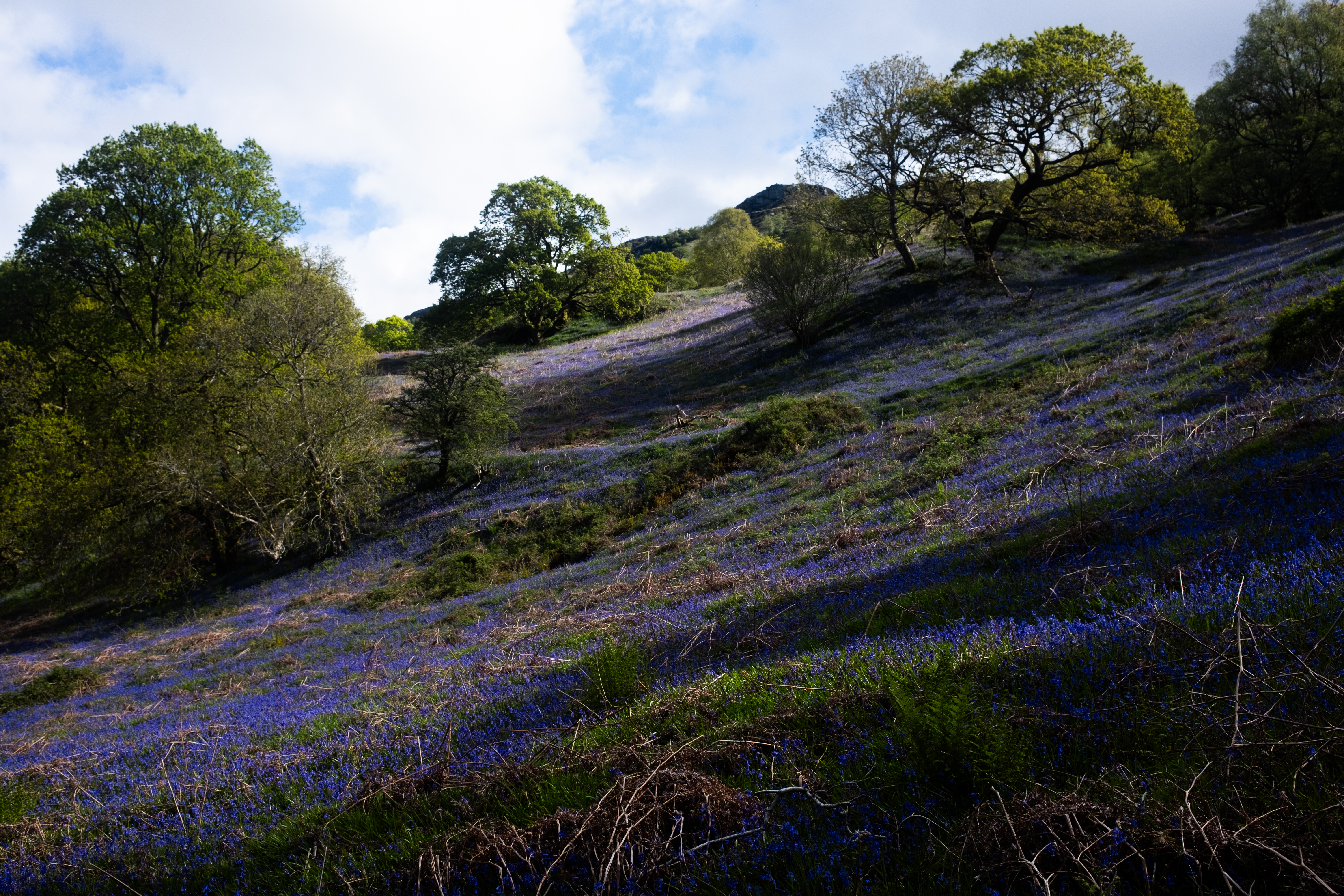 A field of bluebells
