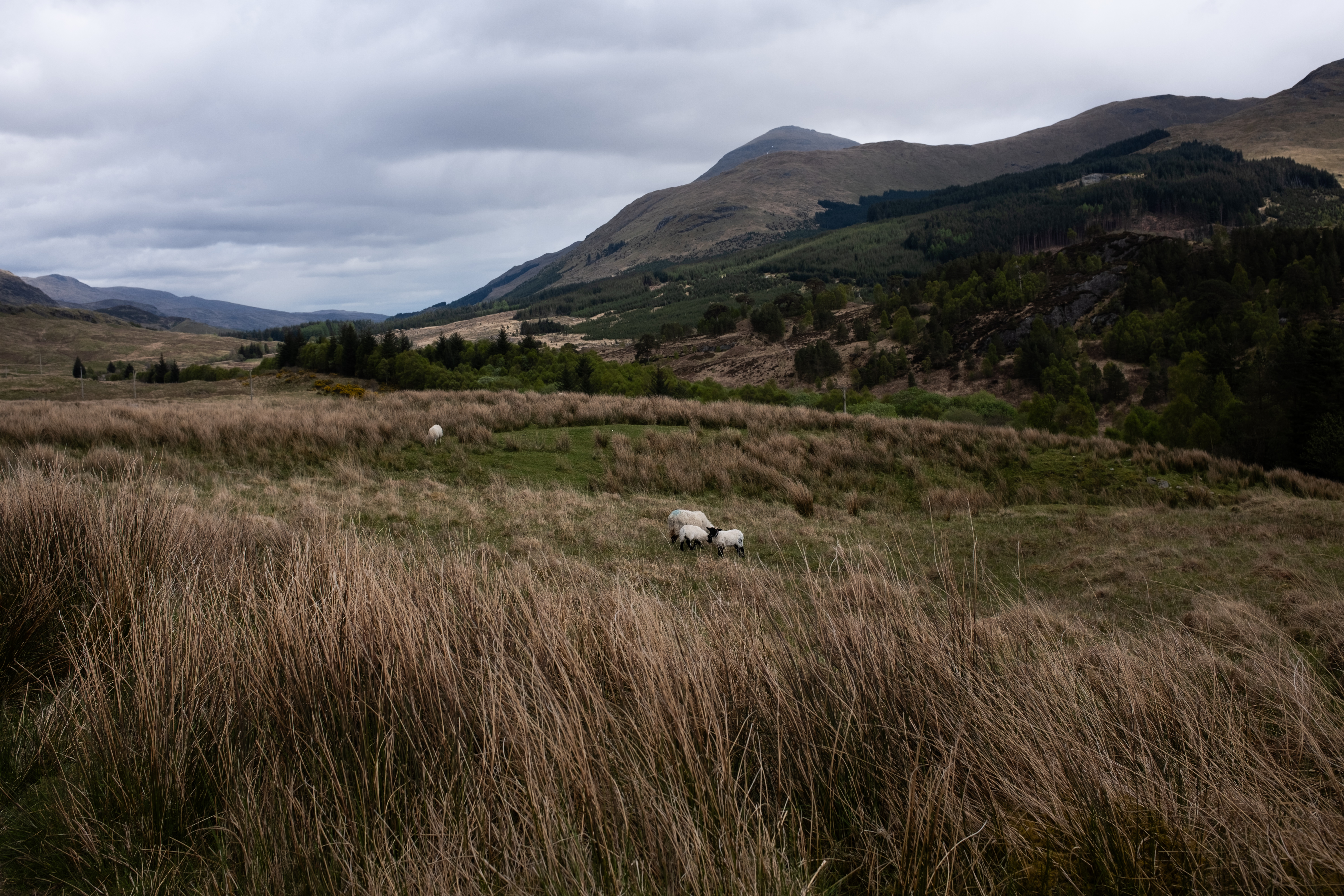 Sheep