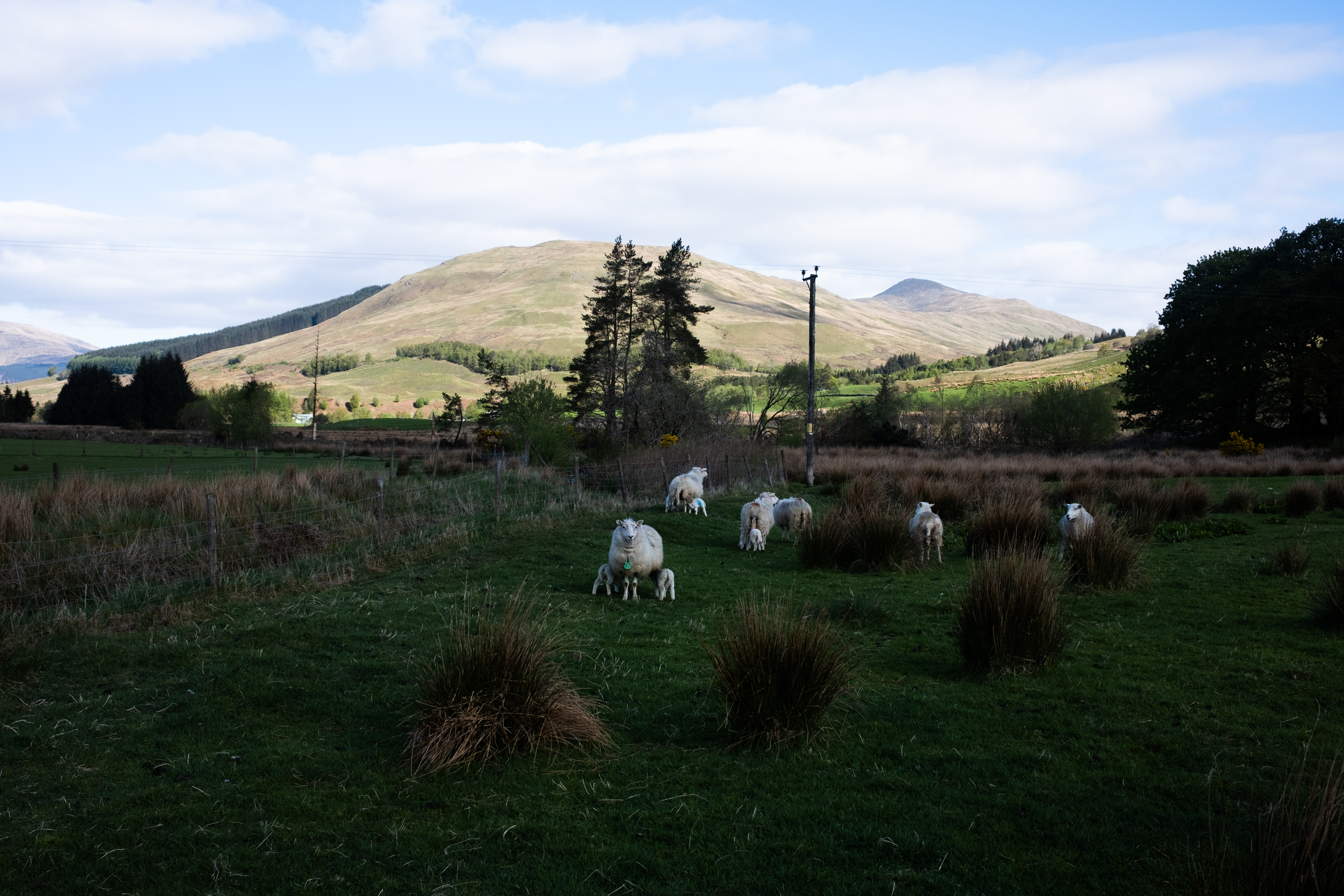 Sheep in the farm