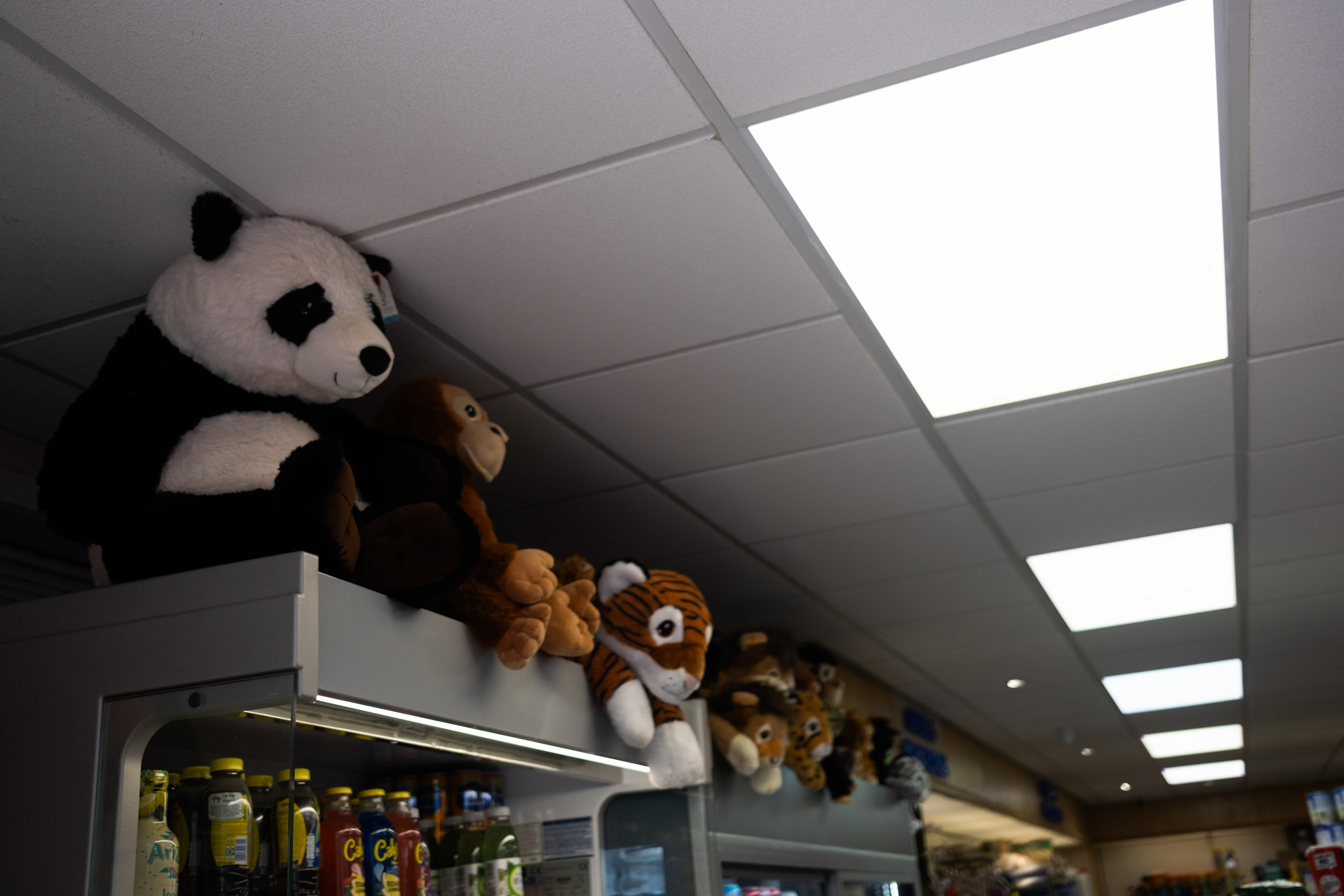 Stuffed animals in Tyndrum