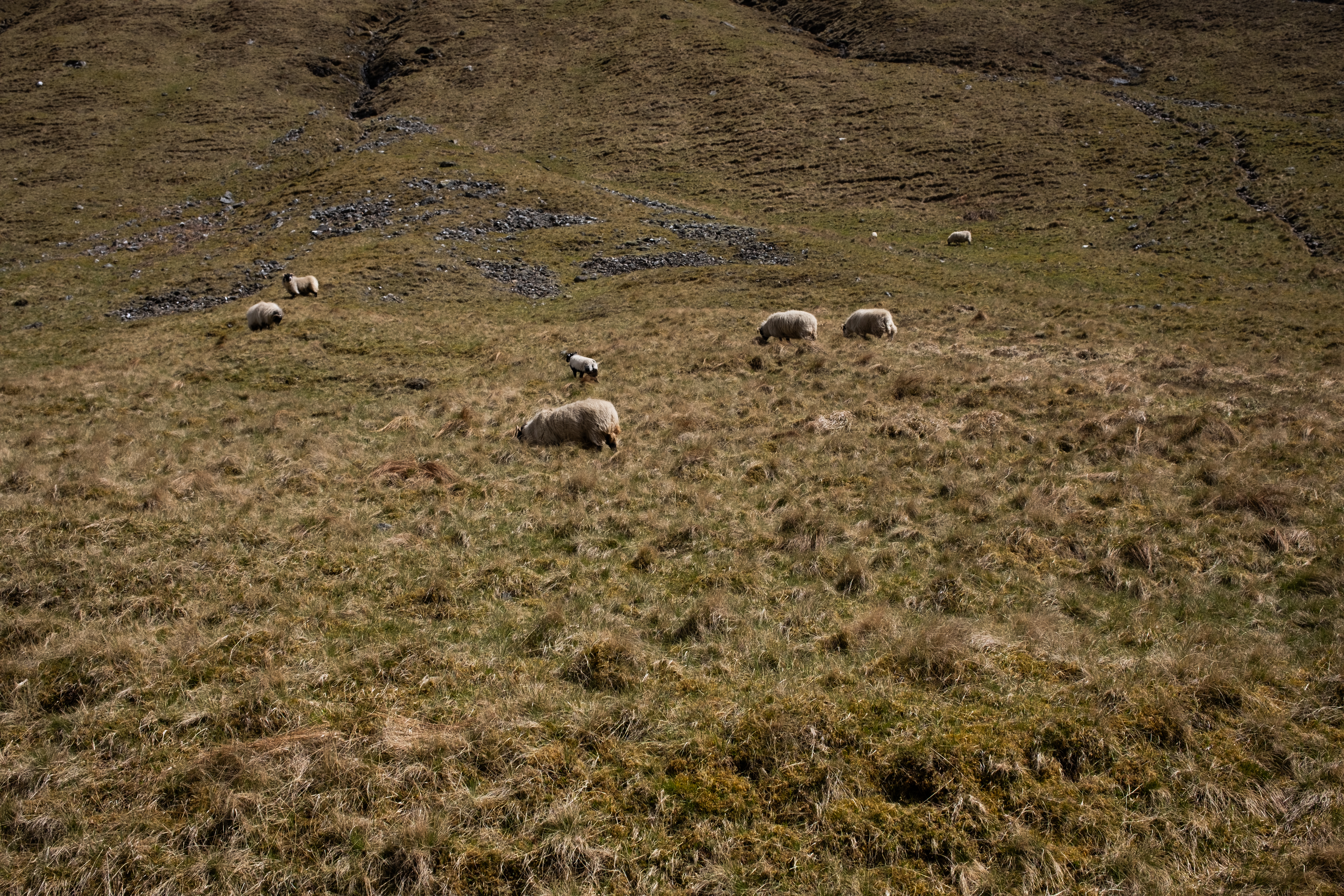 More sheep on the trail