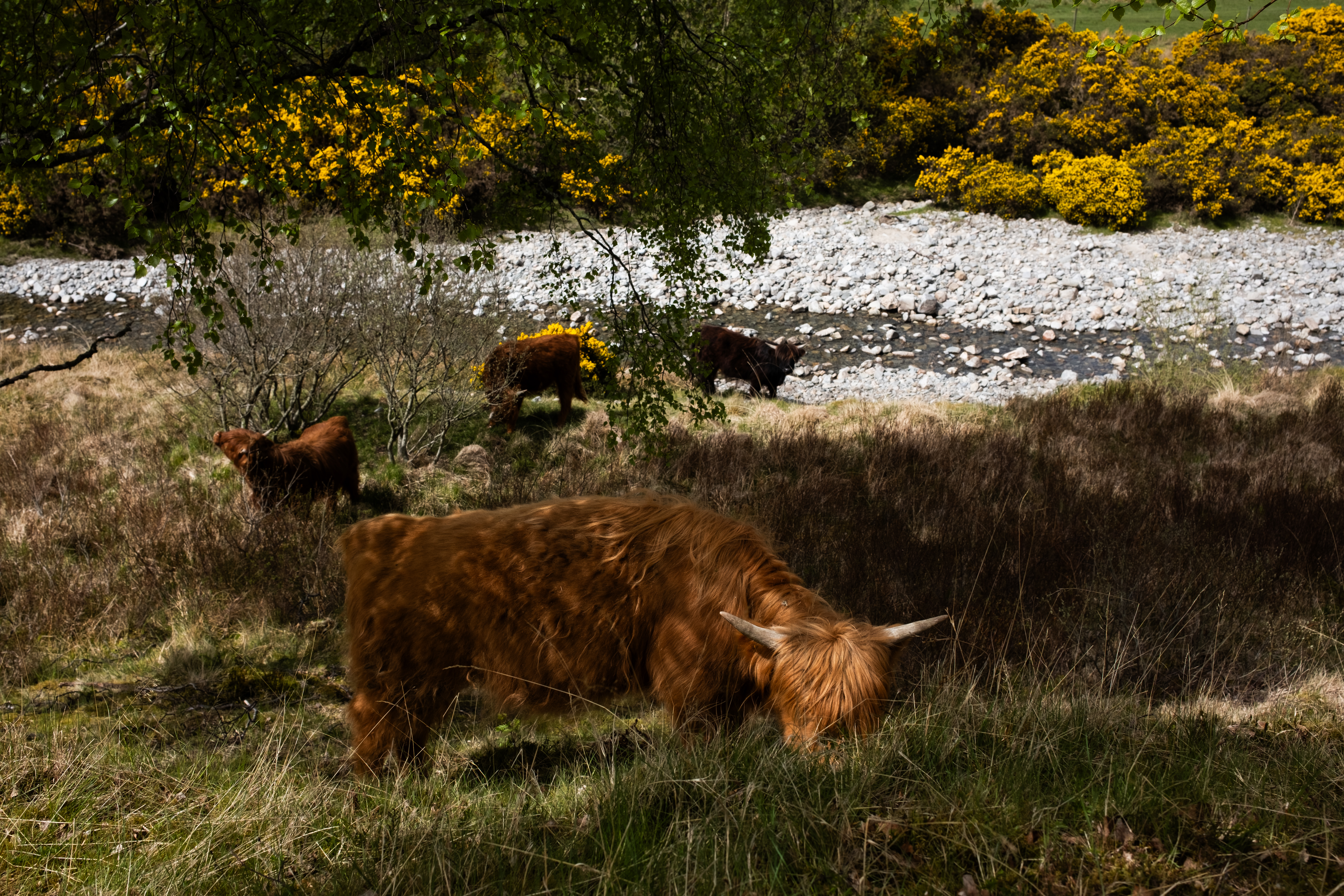 Highland cows
